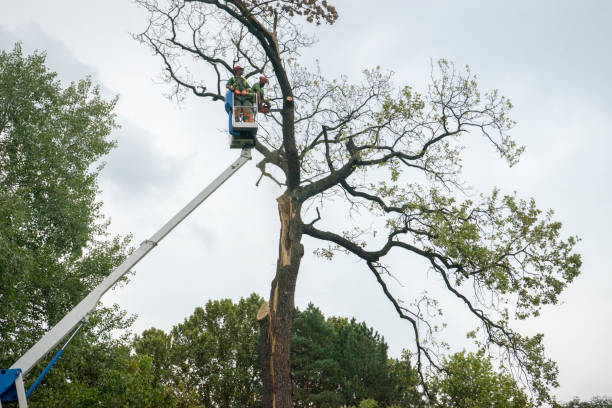 Why Choose Our Tree Removal Services in Dalton, PA?